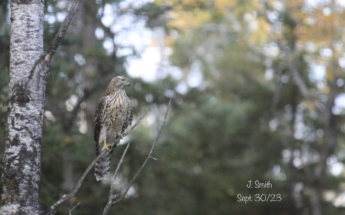 American Goshawk - Joanne Smith