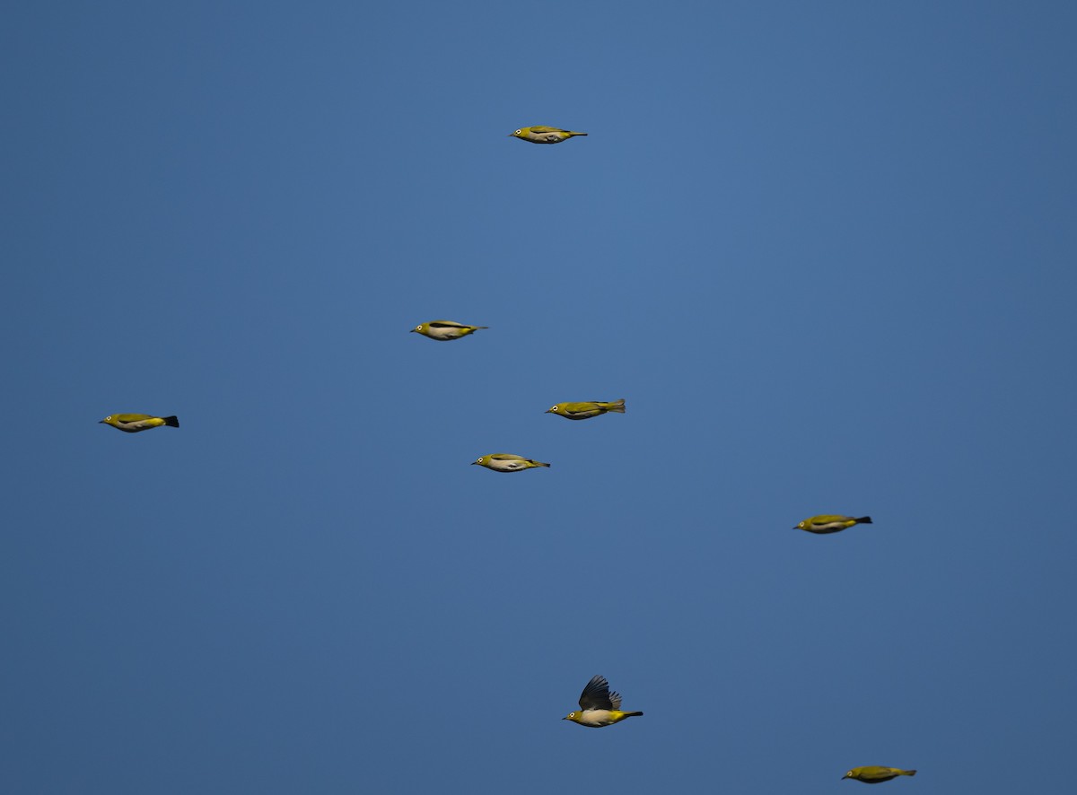 Swinhoe's White-eye - ML609451366