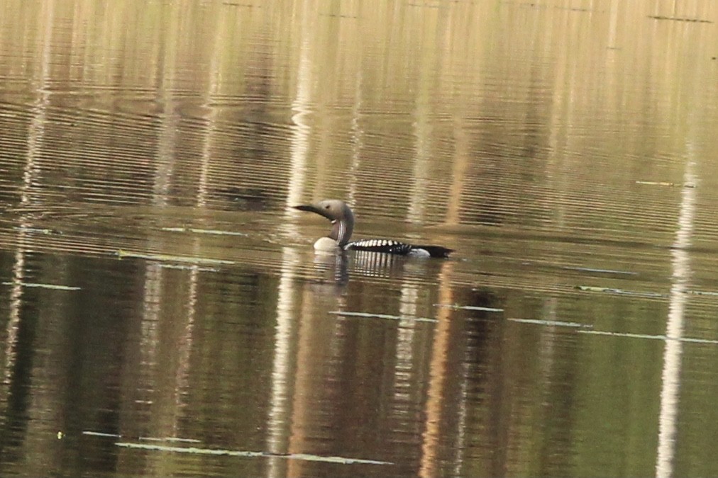 Arctic Loon - ML609451387