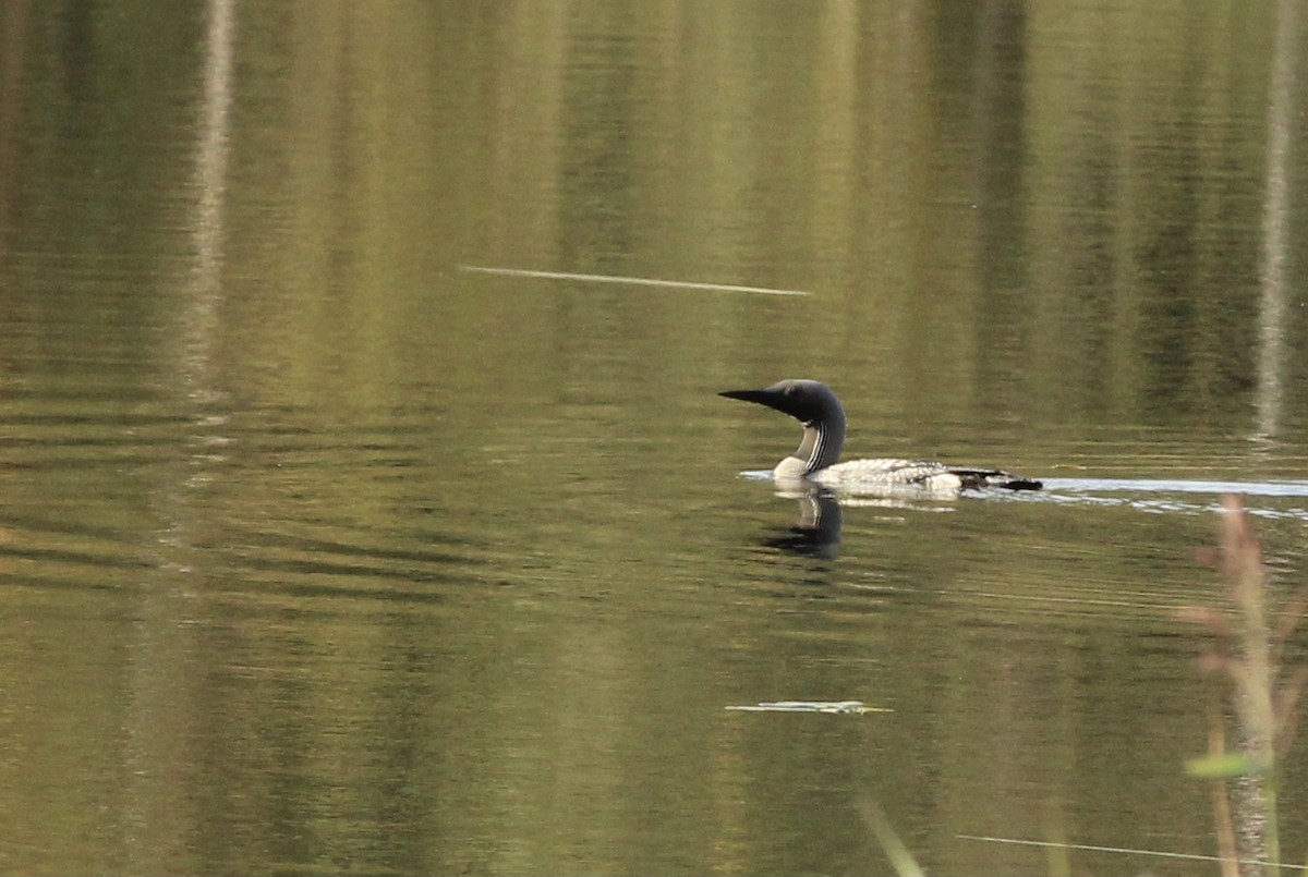 Arctic Loon - ML609451388