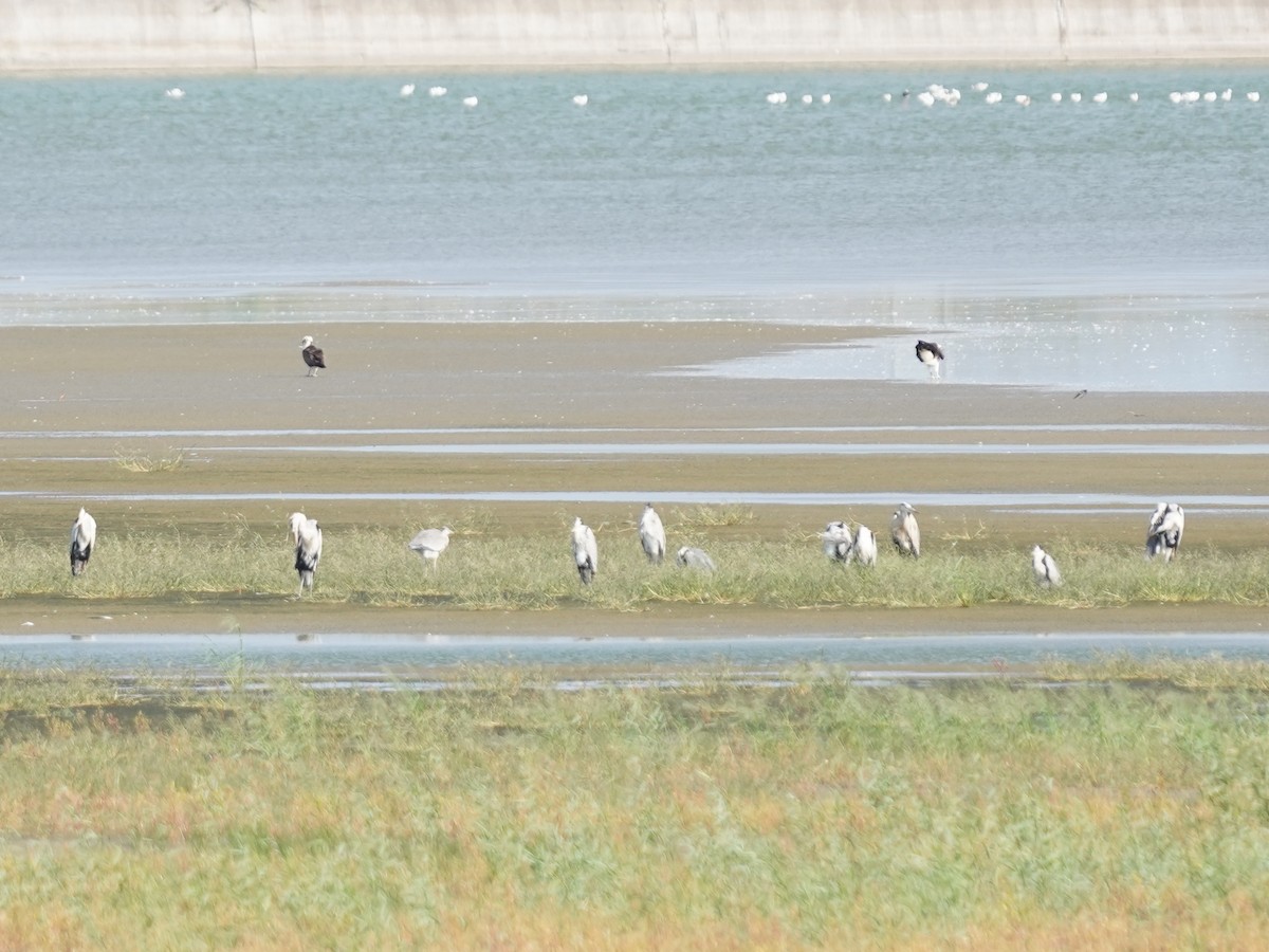 Águila Pescadora - ML609451486