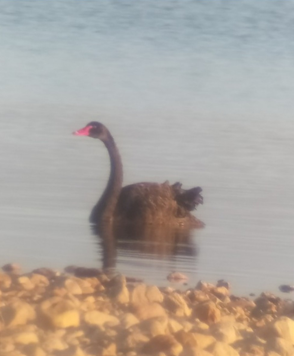 Black Swan - Ángel Luis Méndez de la Torre 🪶
