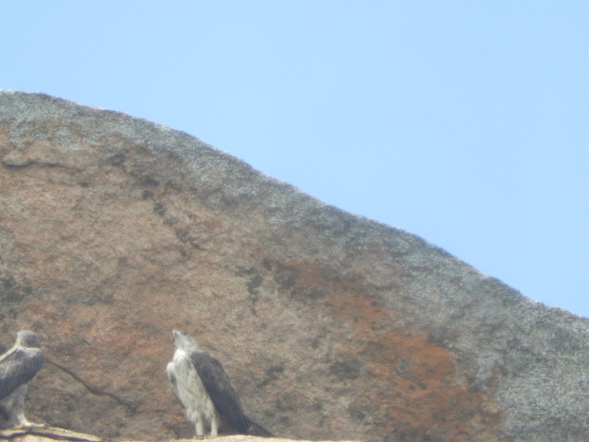 Bonelli's Eagle - Sridhara B A