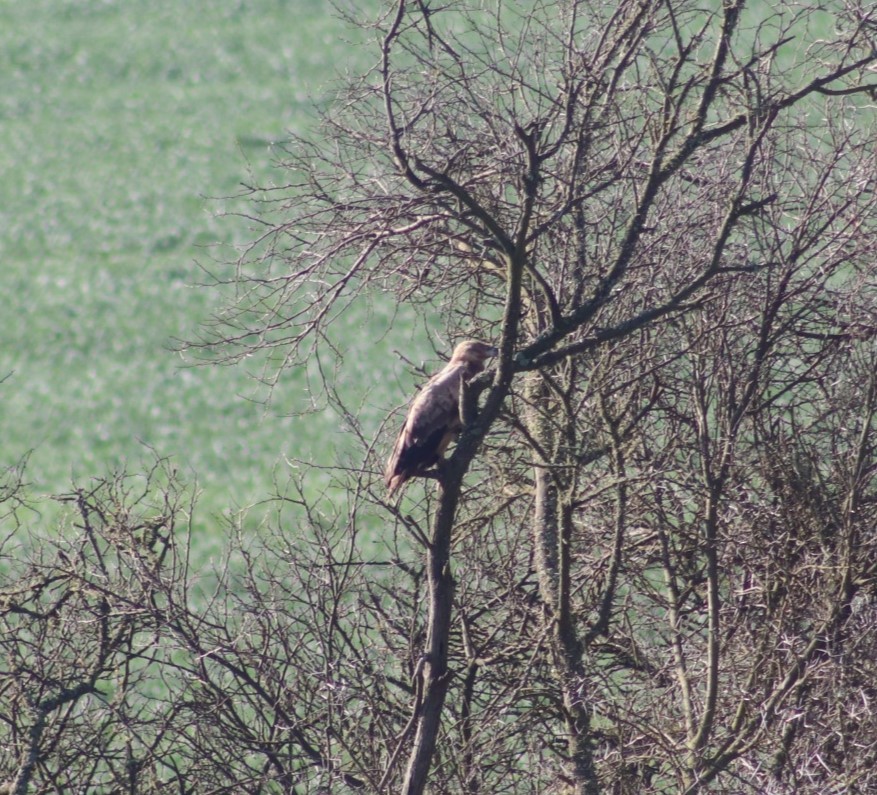 Palm-nut Vulture - ML609451522