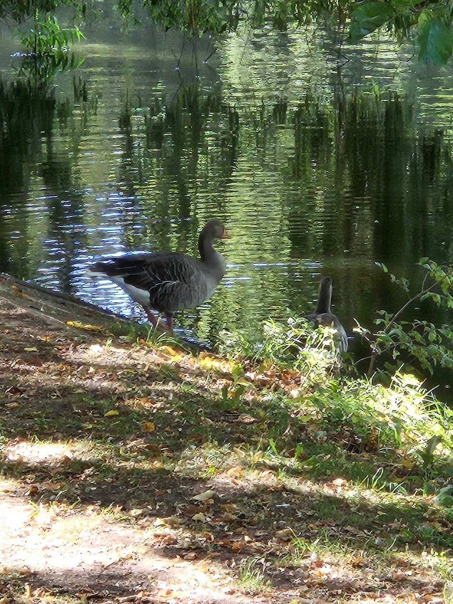 Graylag Goose - ML609451535