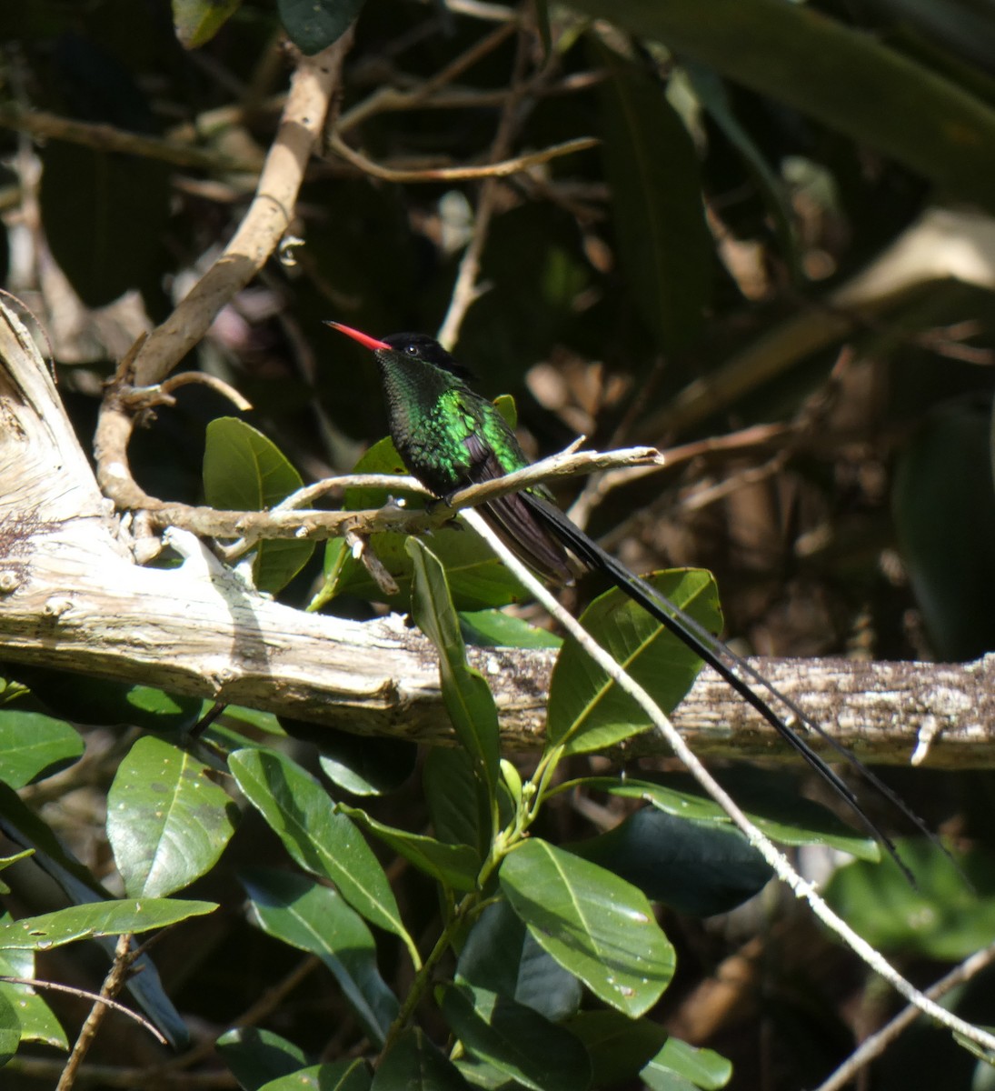 Red-billed Streamertail - ML609451647