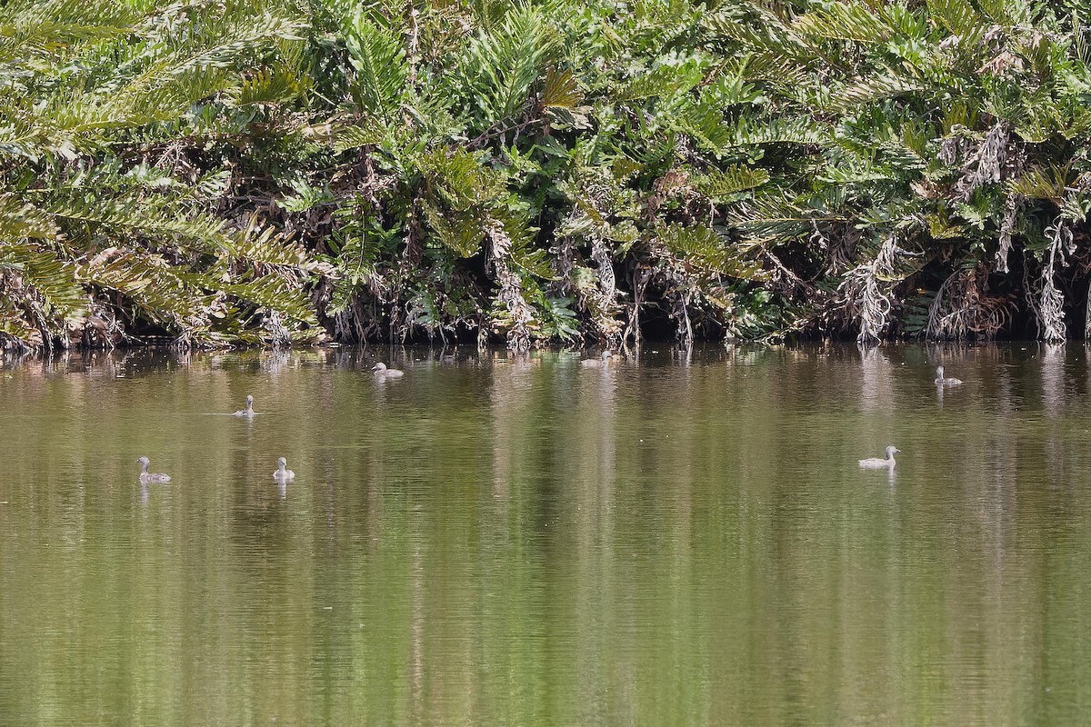 Least Grebe - ML609451719