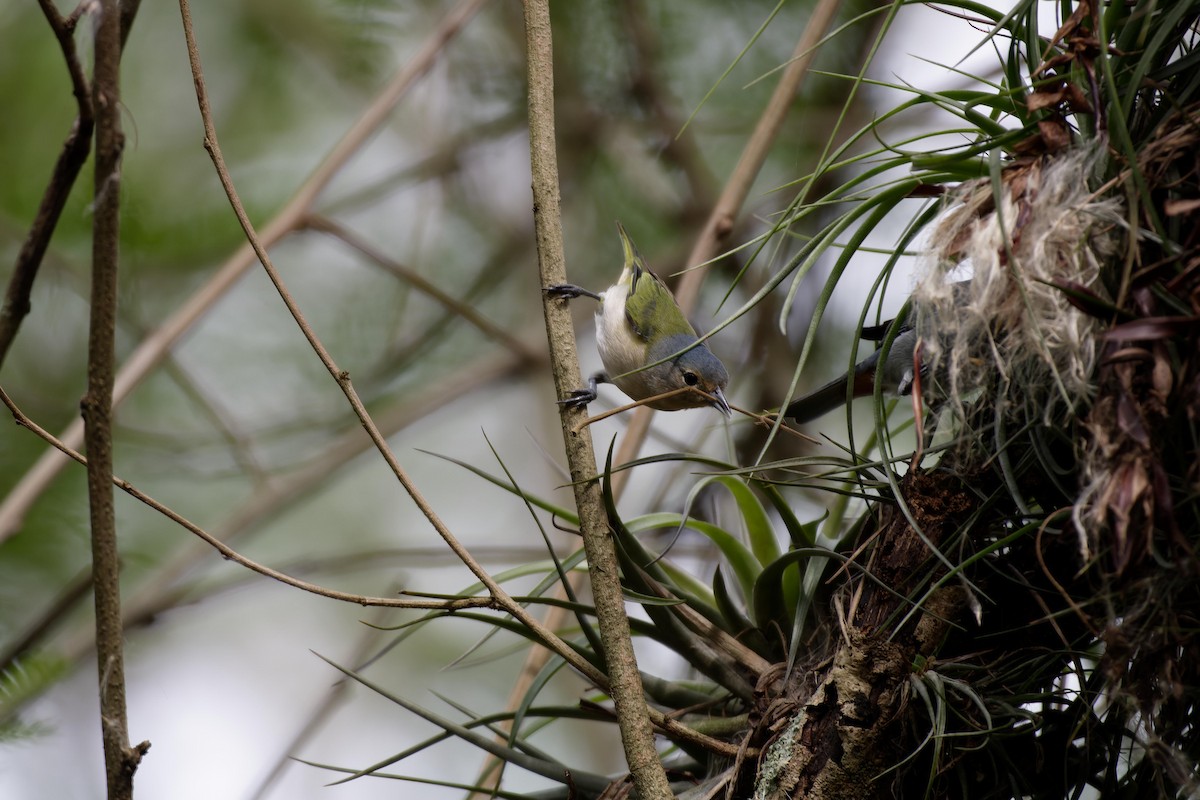 Chestnut-vented Conebill - ML609451728