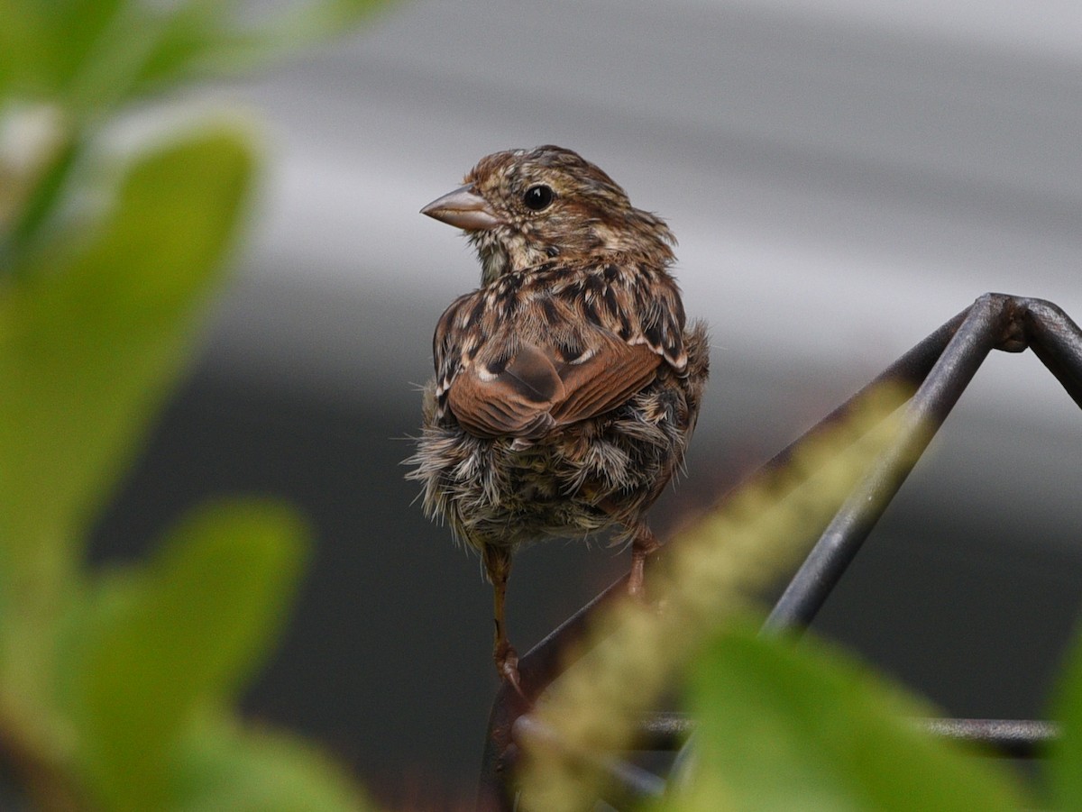 Song Sparrow - Wendy Hill