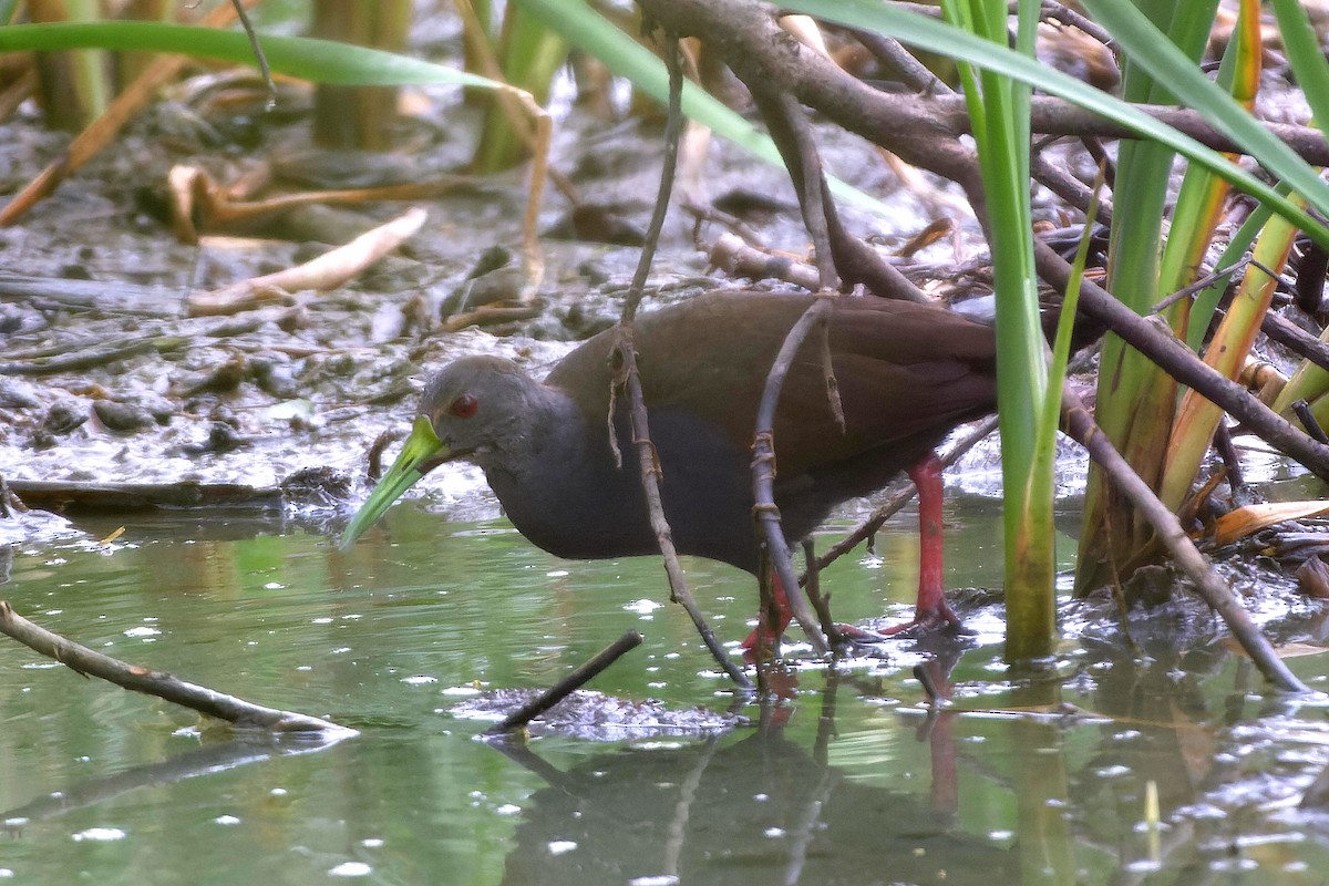 Blackish Rail - ML609451747