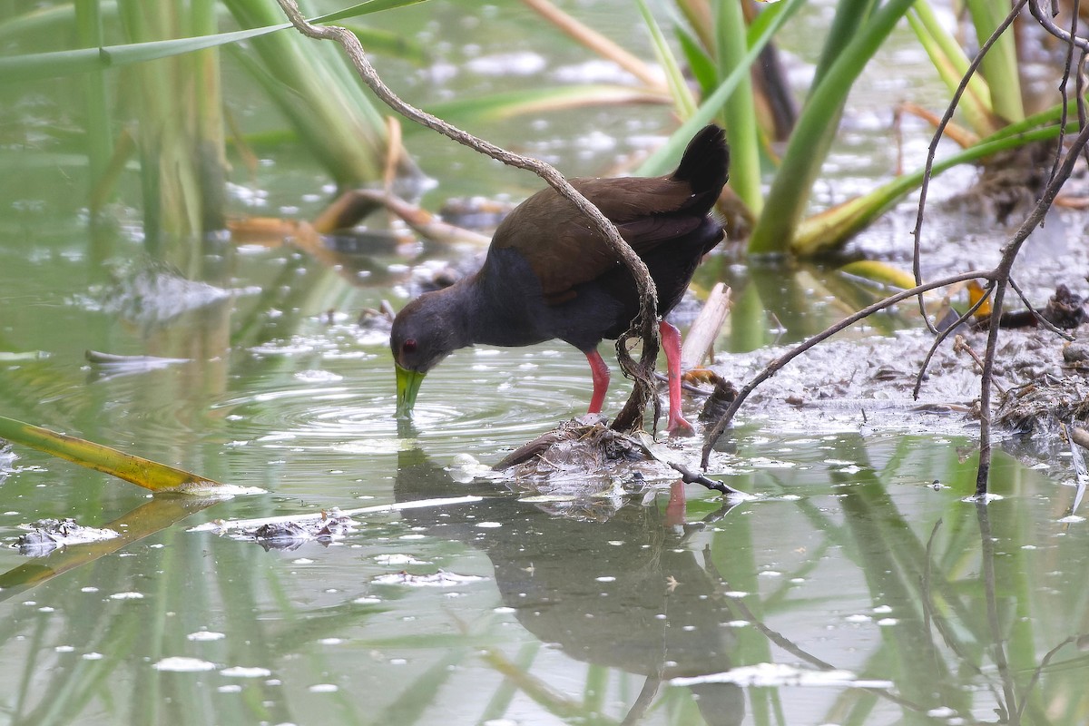 chřástal načernalý - ML609451750
