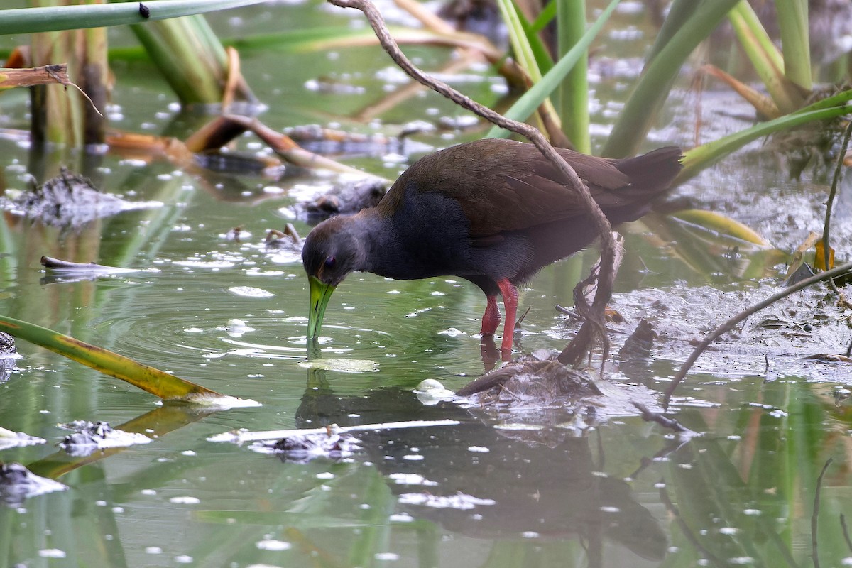 chřástal načernalý - ML609451751