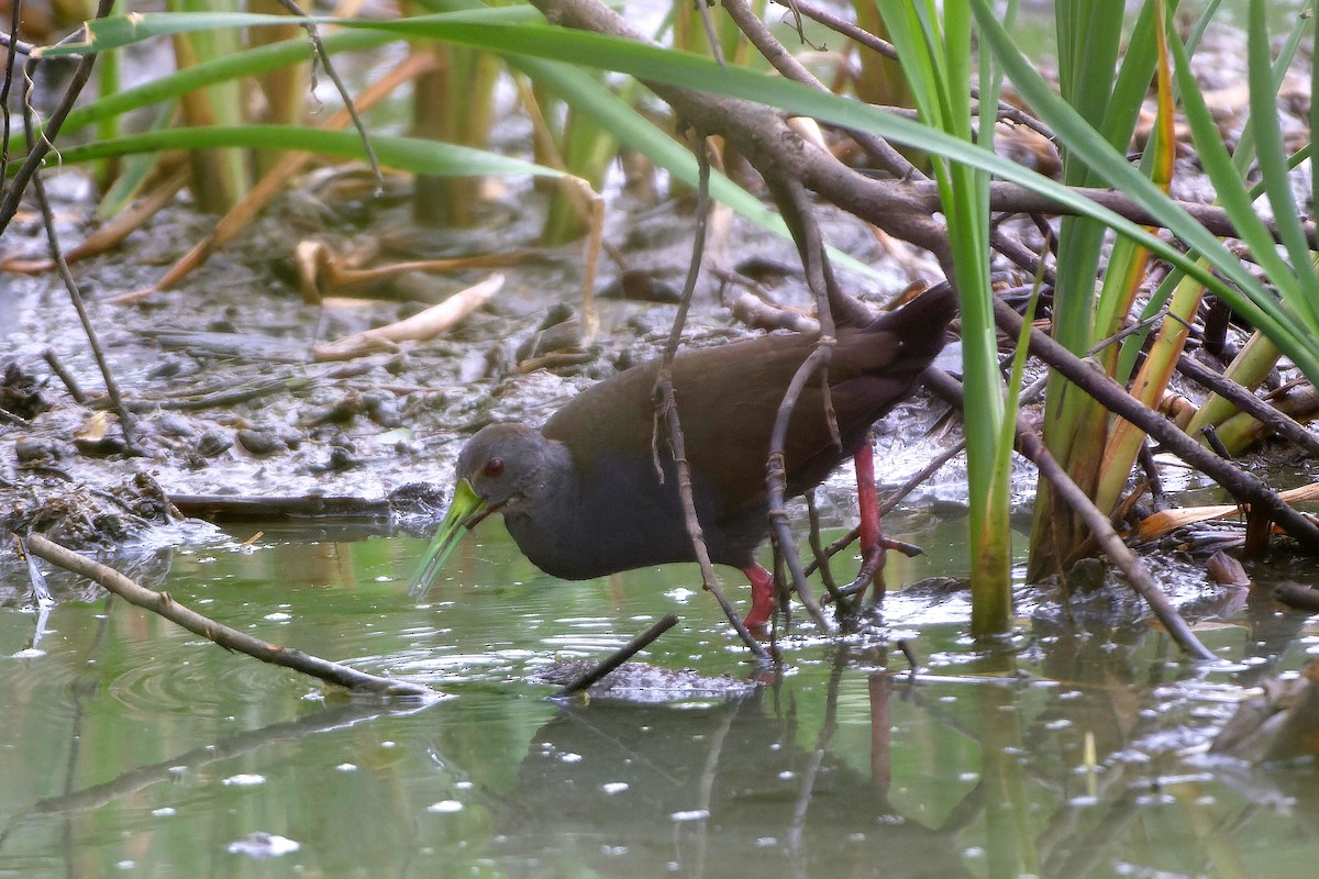 Blackish Rail - ML609451752