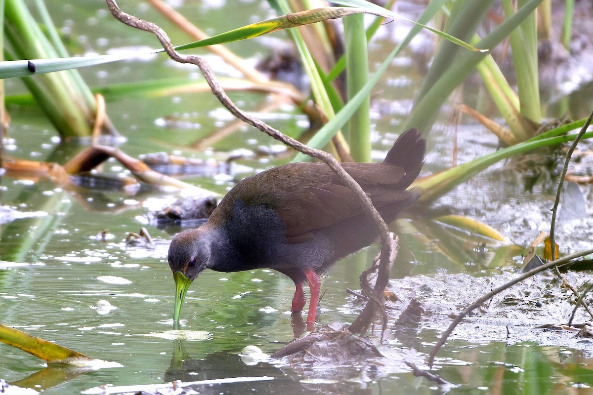 Blackish Rail - ML609451753