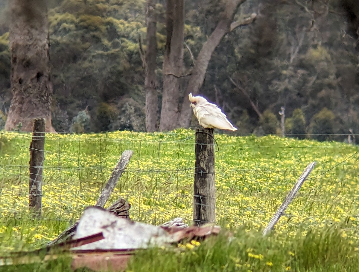 Western Corella - ML609451805