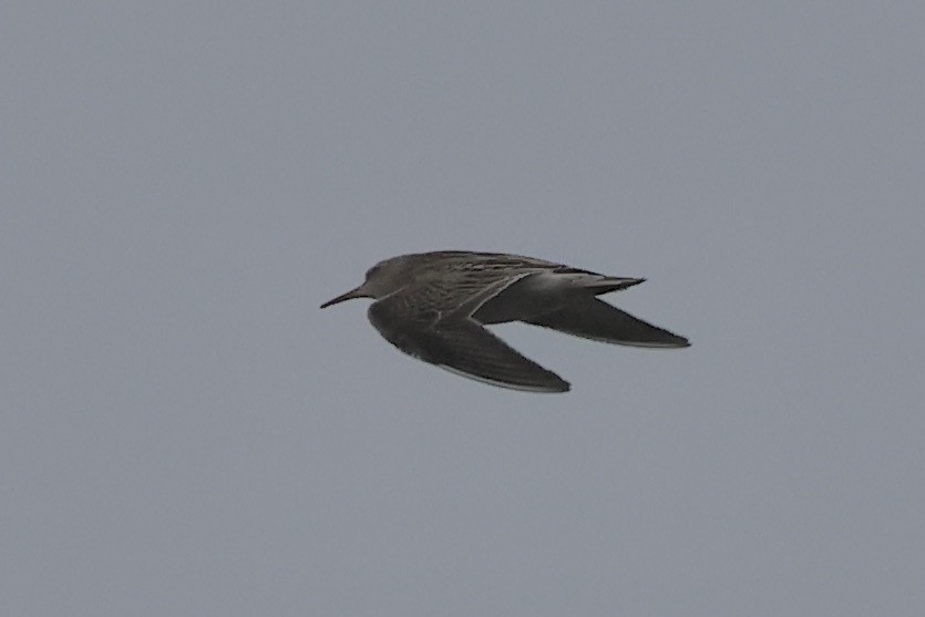 Pectoral Sandpiper - ML609451808