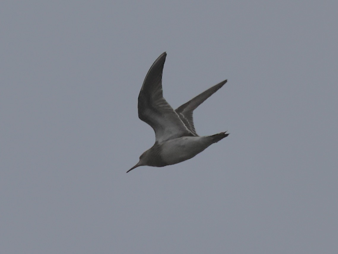 Pectoral Sandpiper - Anonymous