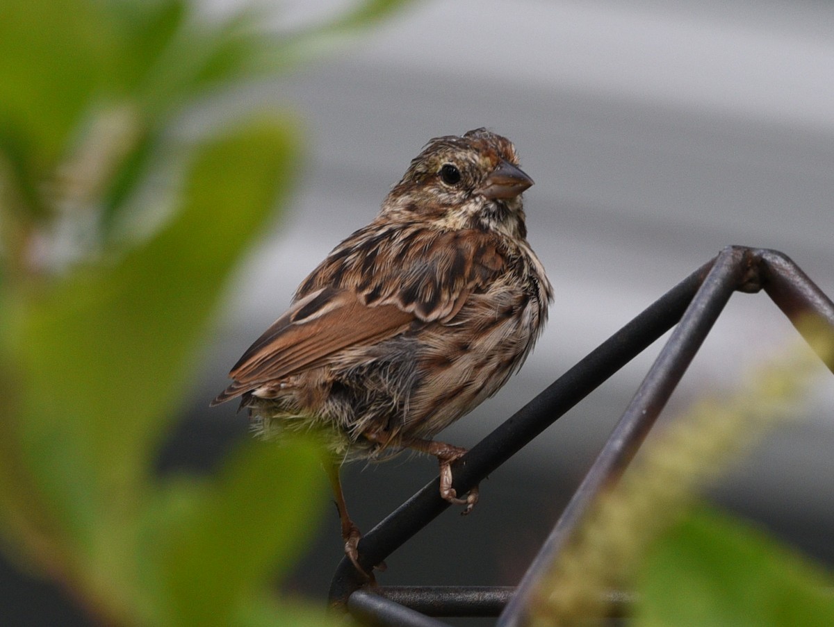 Song Sparrow - Wendy Hill