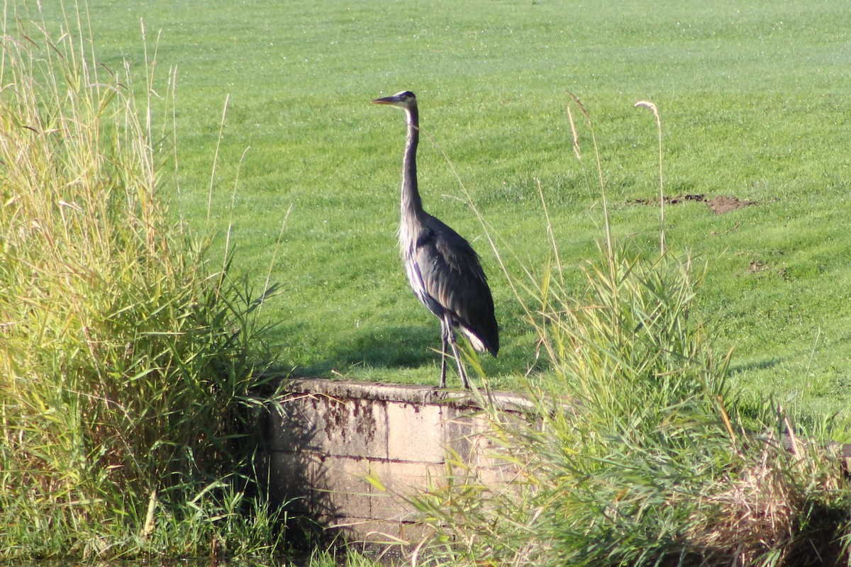 Great Blue Heron - ML609451930