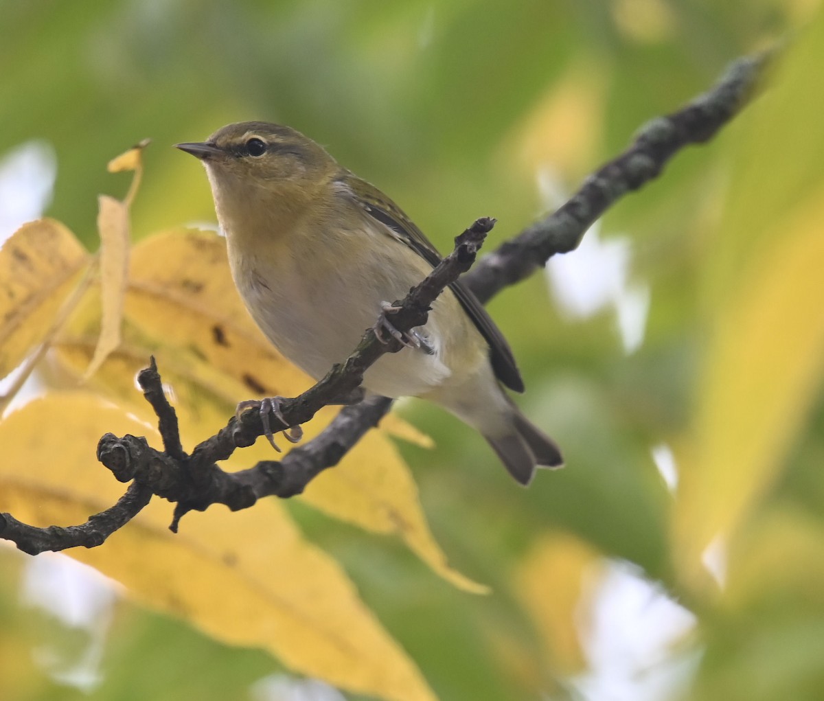 Philadelphia Vireo - ML609451932