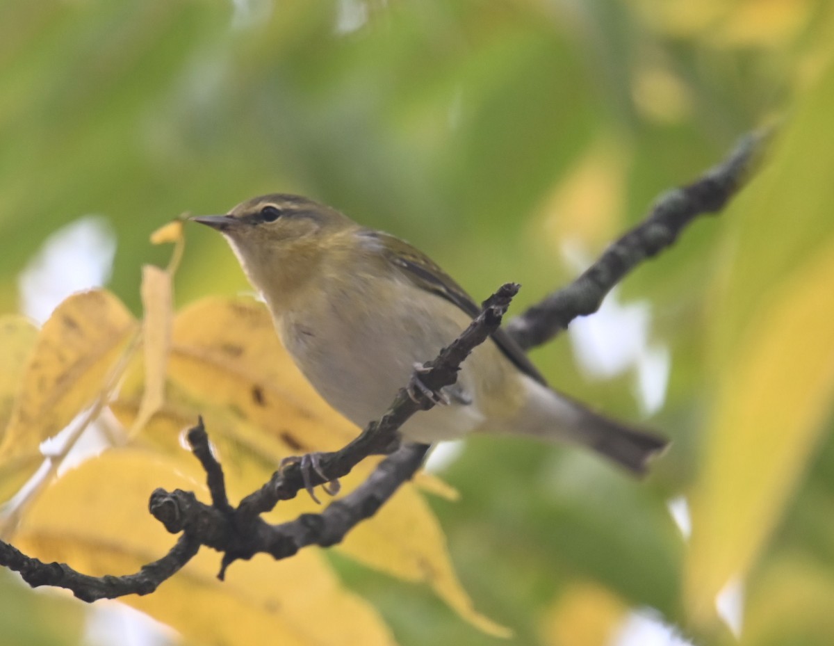 Philadelphia Vireo - ML609451933