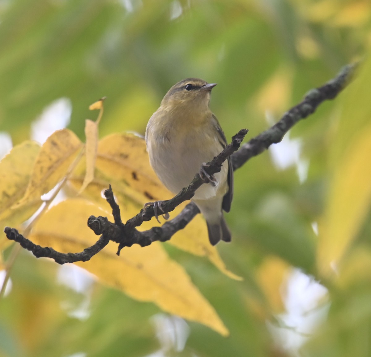 Philadelphia Vireo - ML609451934