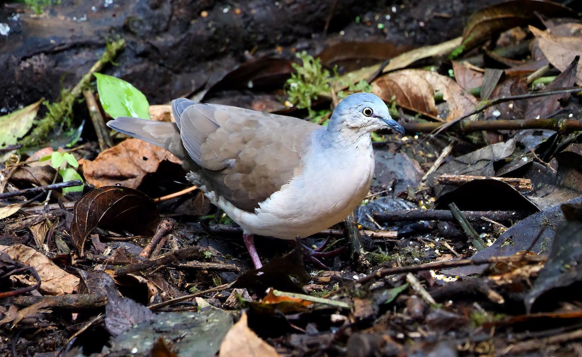 holub šedohlavý (ssp. plumbeiceps/notia) - ML609452286