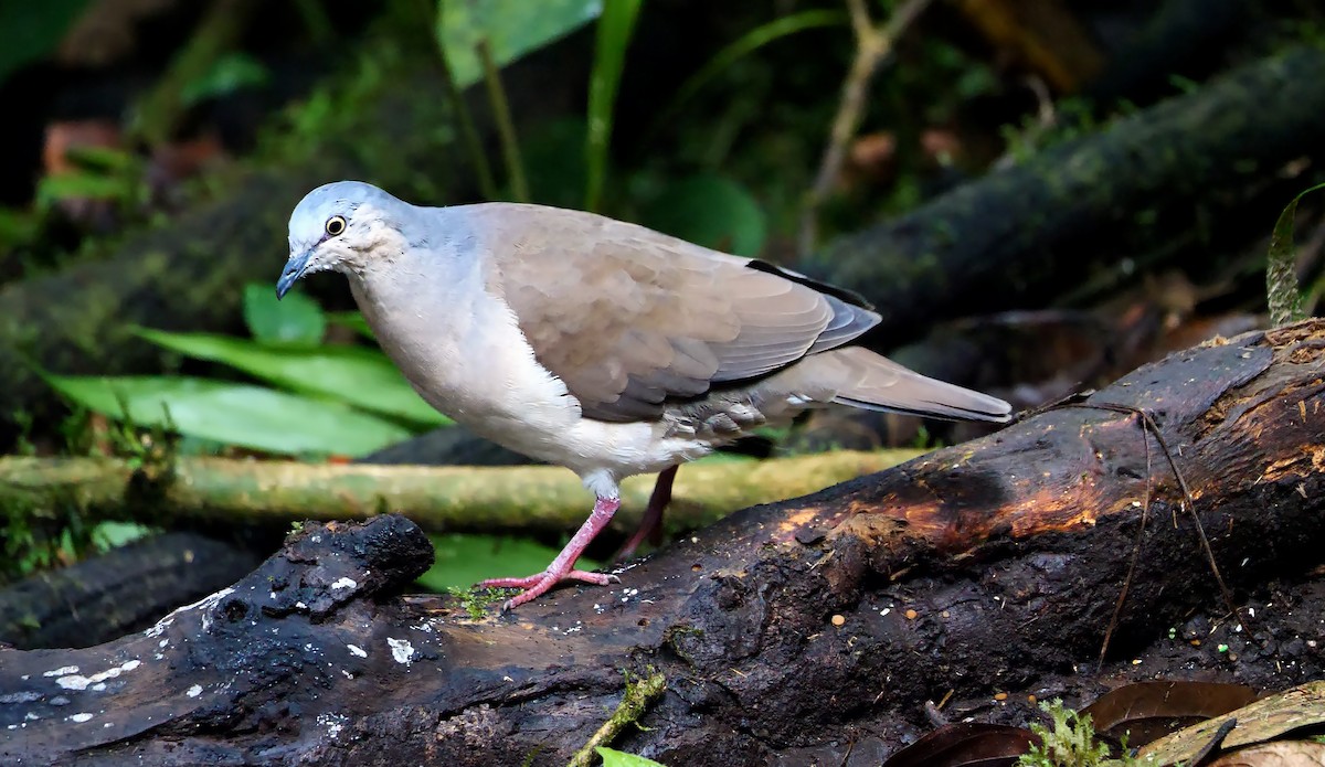 Gray-headed Dove (Gray-headed) - Josep del Hoyo