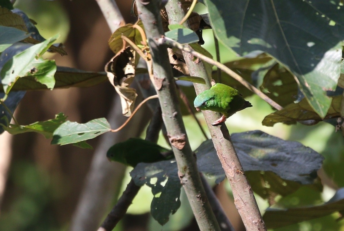 Amazonian Parrotlet - ML609452395