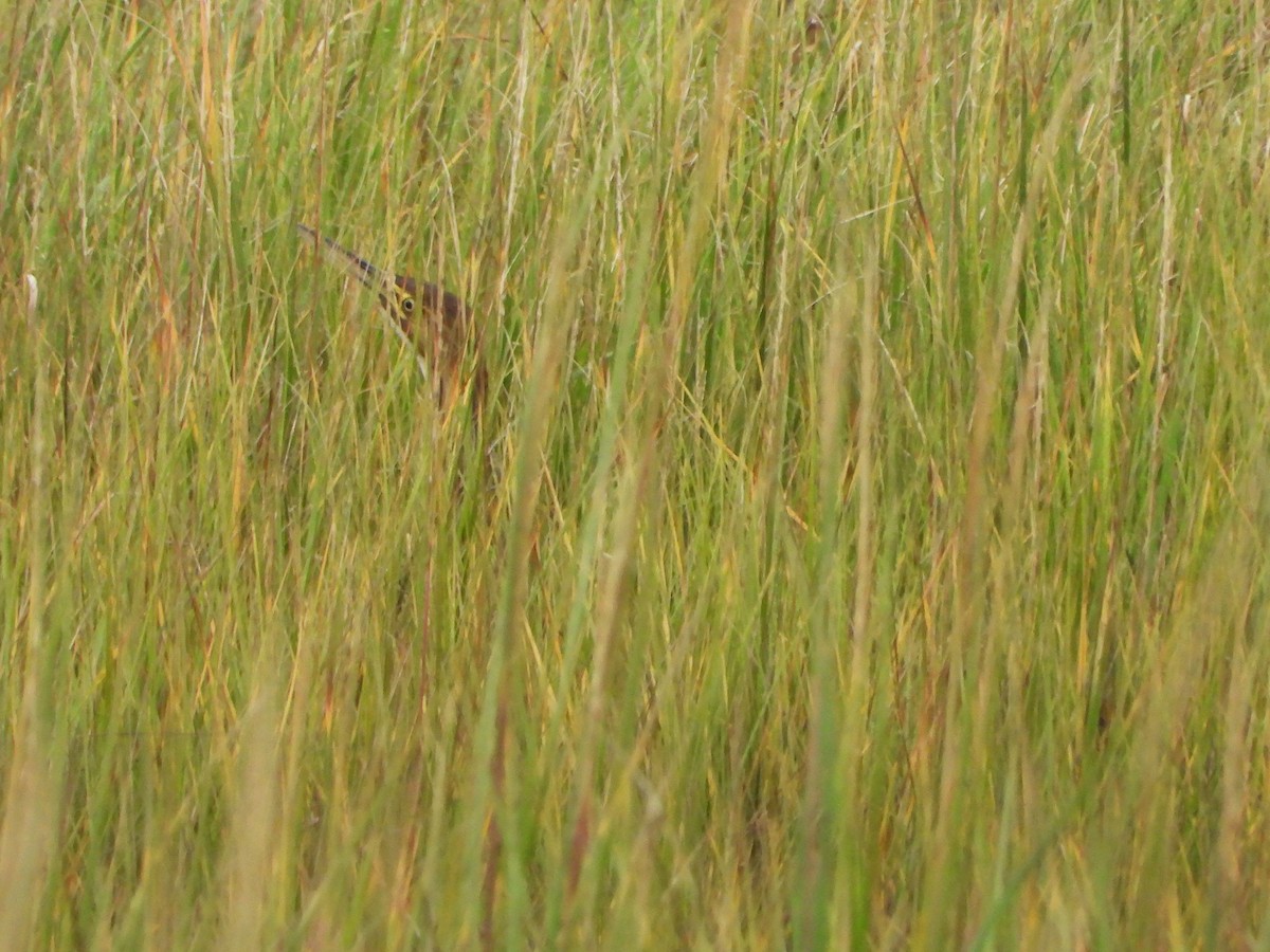 American Bittern - ML609452396