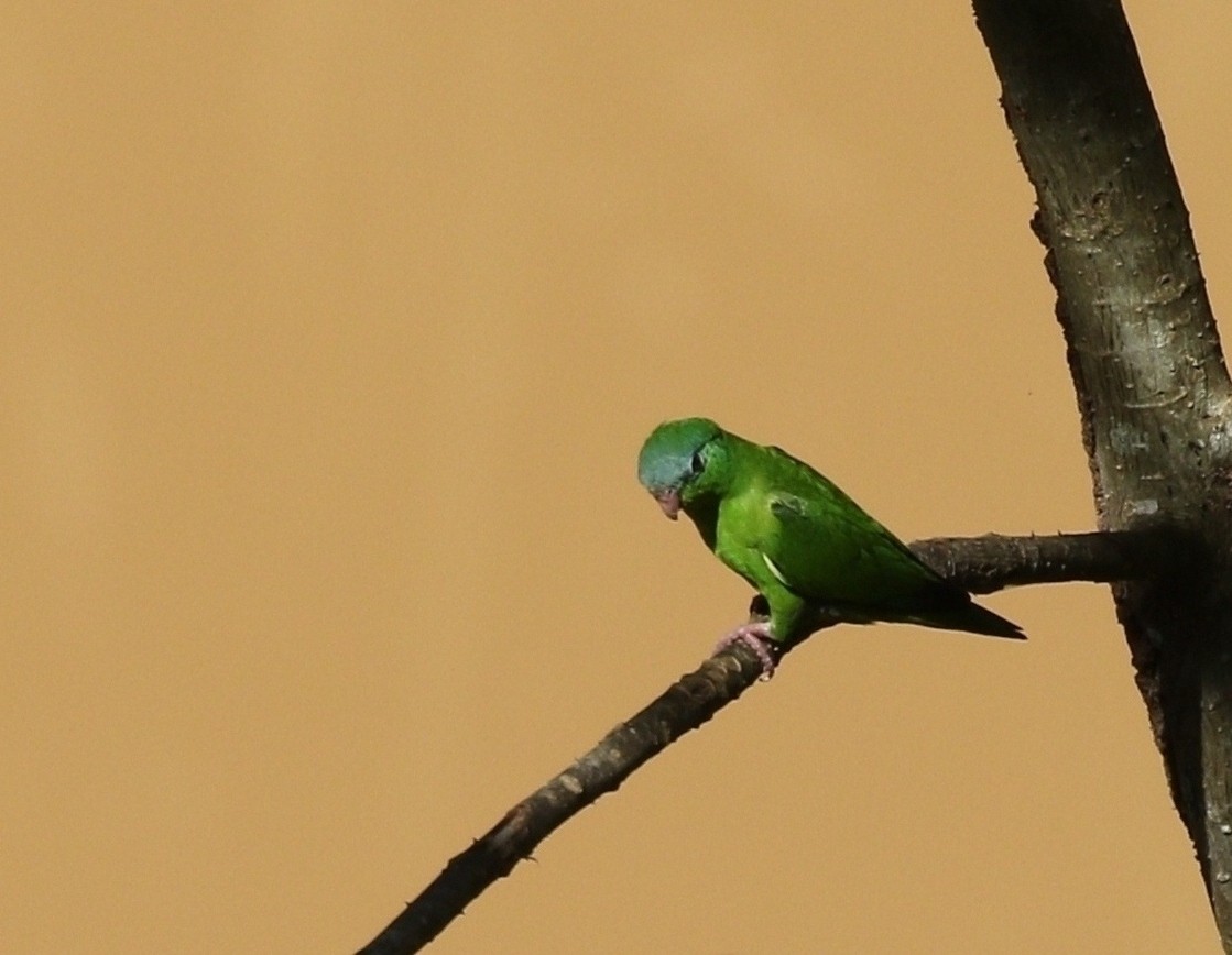 Amazonian Parrotlet - Richard Greenhalgh