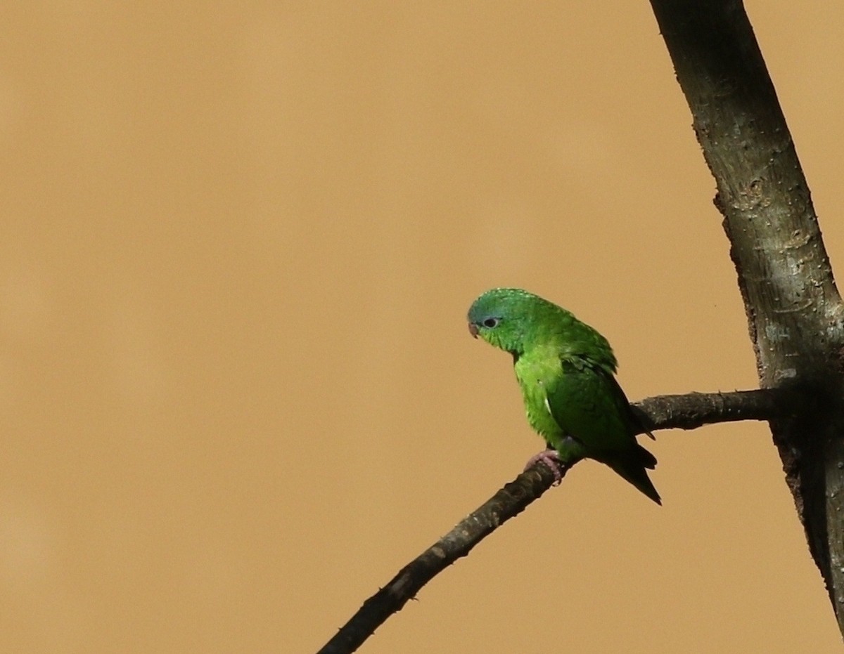 Amazonian Parrotlet - ML609452409