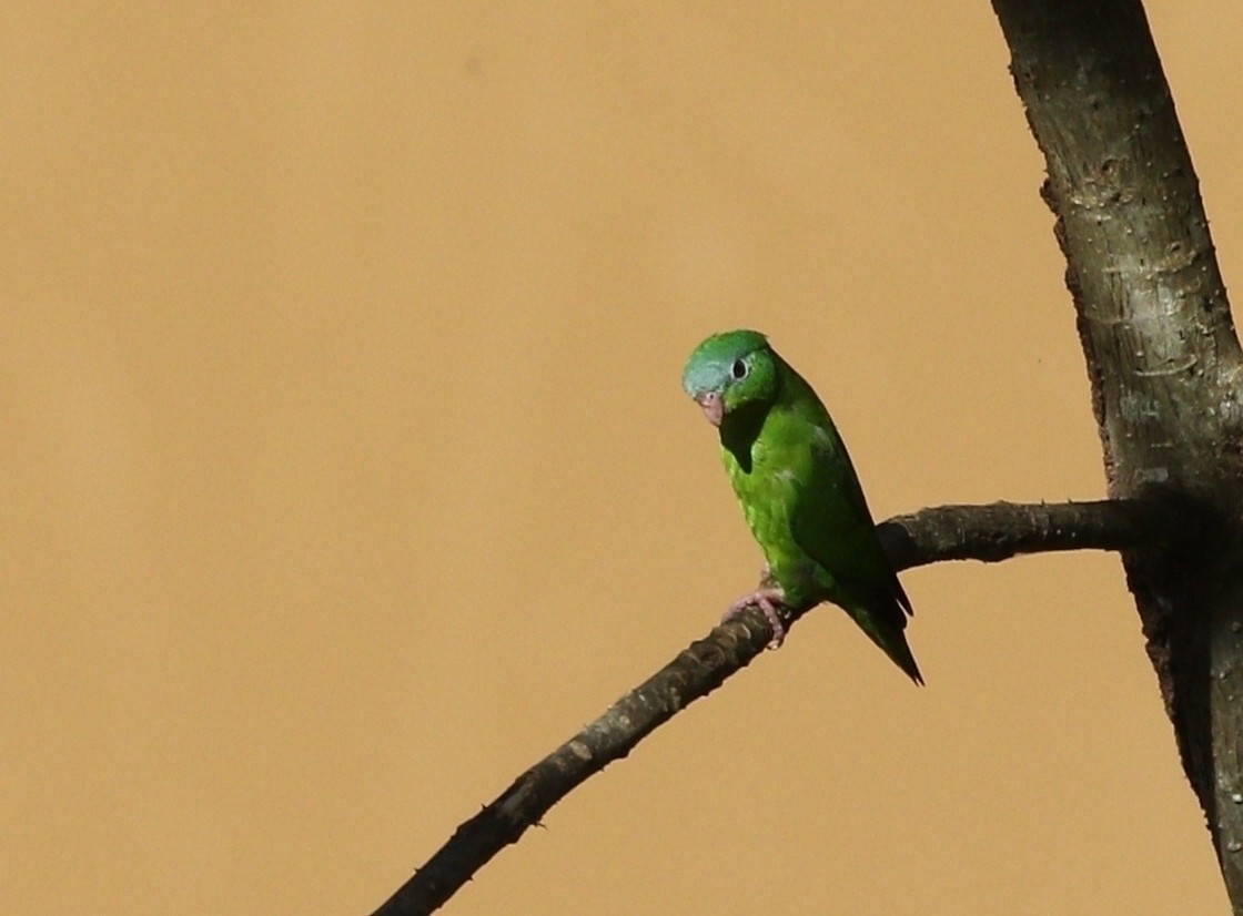 Amazonian Parrotlet - ML609452412