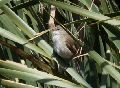 Lesser Swamp Warbler - ML609452487