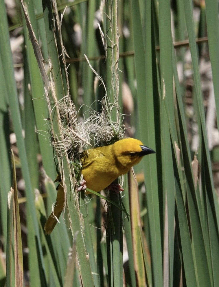 African Golden-Weaver - ML609452496