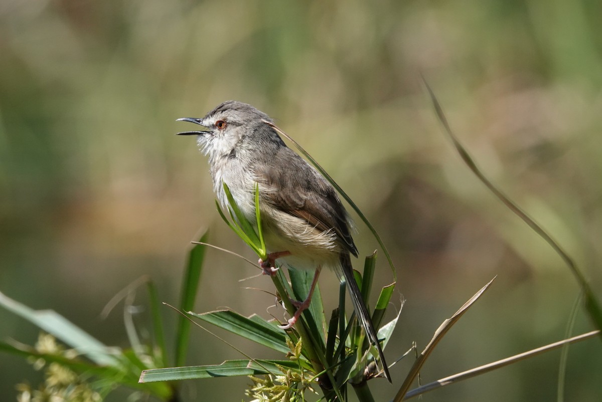 Tawny-flanked Prinia - ML609452503