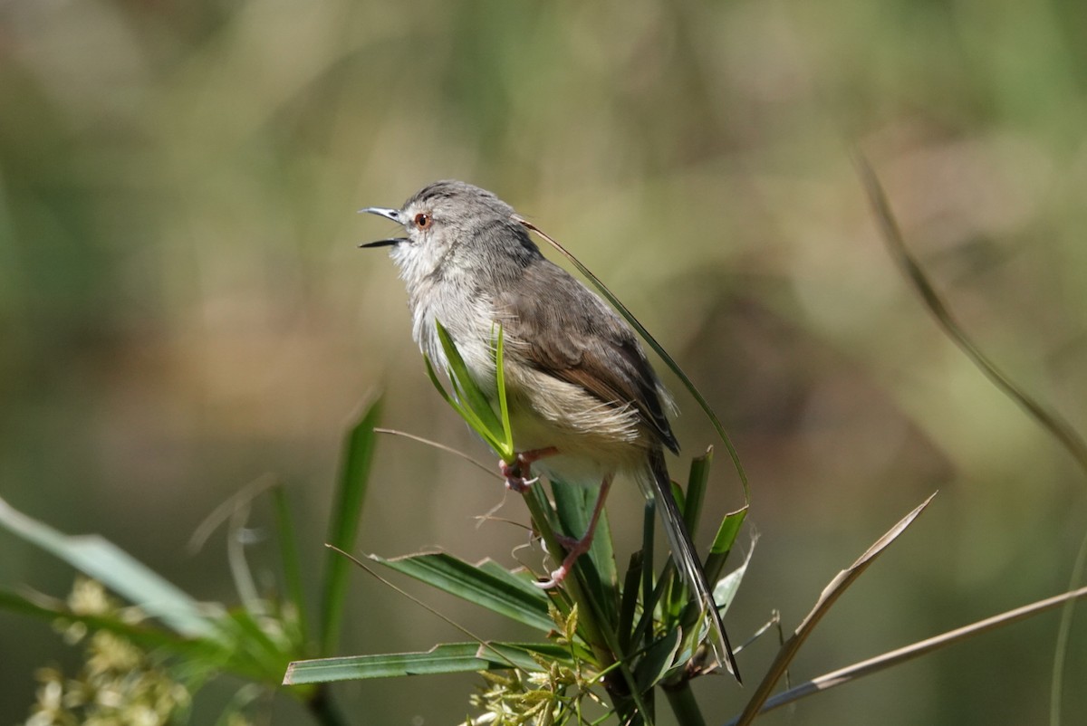 Tawny-flanked Prinia - ML609452504