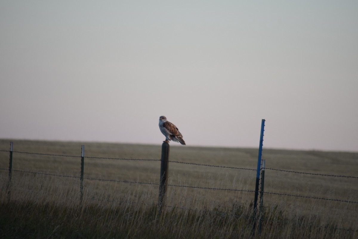 Ferruginous Hawk - ML609452620