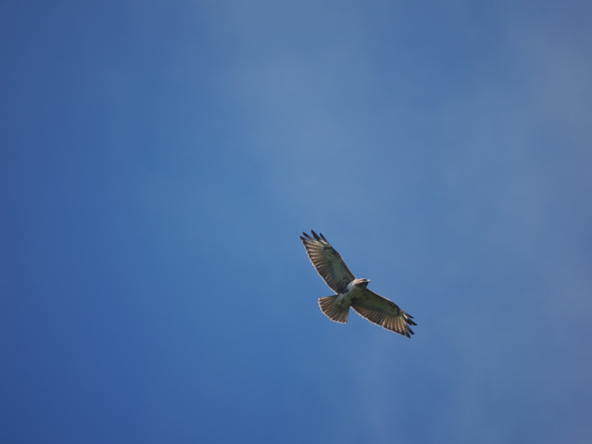 Eastern Buzzard - ML609452703