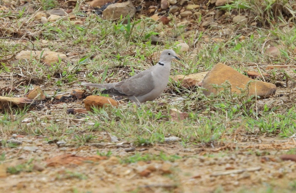 Eurasian Collared-Dove - Shivaprakash Adavanne