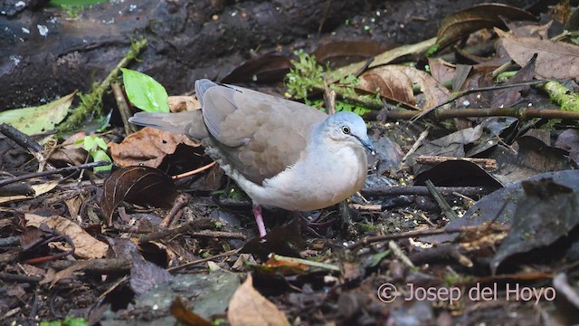 holub šedohlavý (ssp. plumbeiceps/notia) - ML609452799