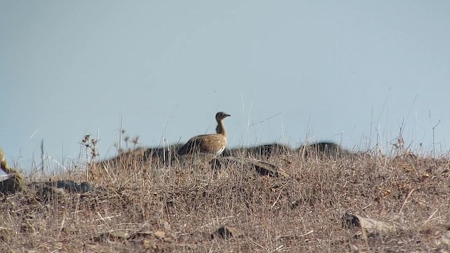 Little Bustard - ML609452847