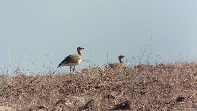 Outarde canepetière - ML609452855