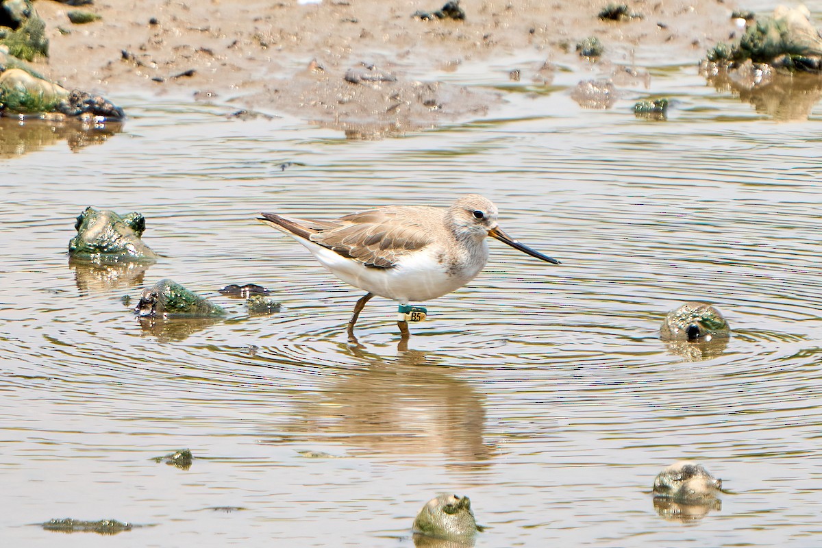 Terek Sandpiper - ML609452947