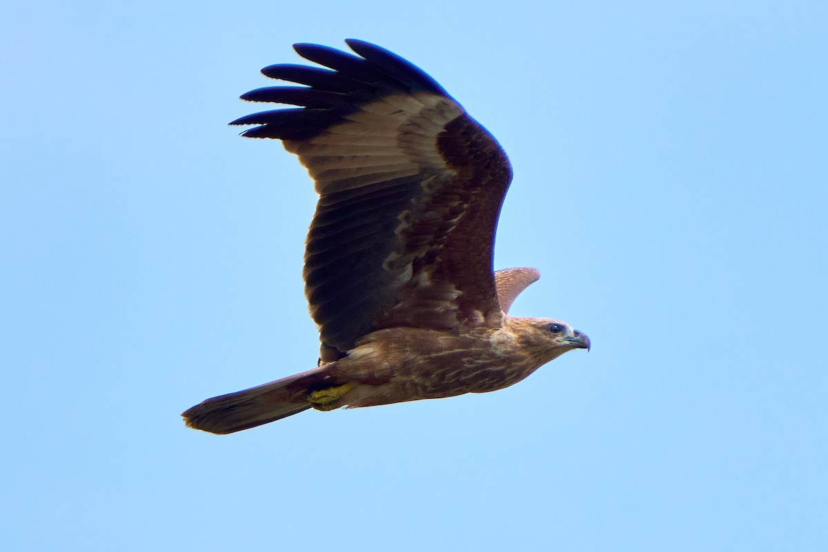 Brahminy Kite - Yuh Woei Chong