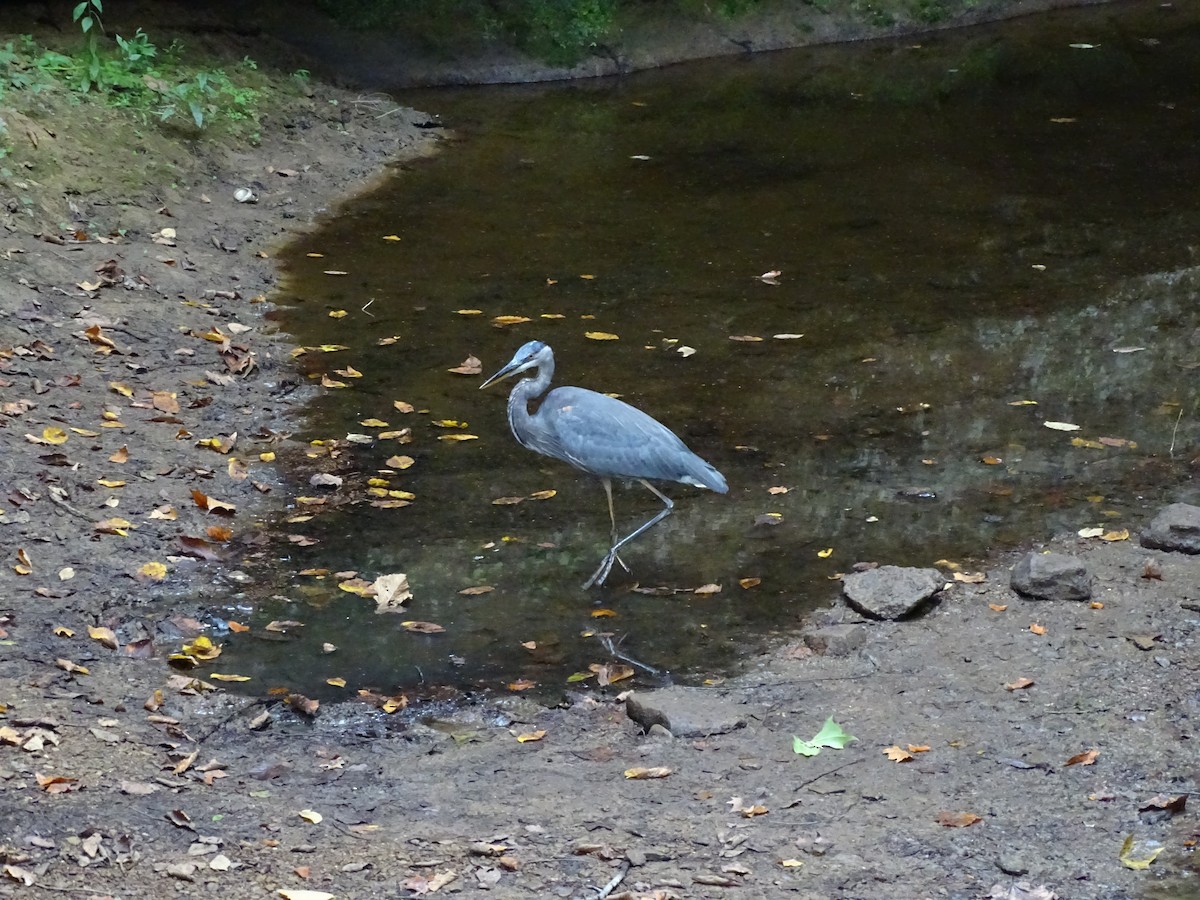 Great Blue Heron (Great Blue) - ML609453063