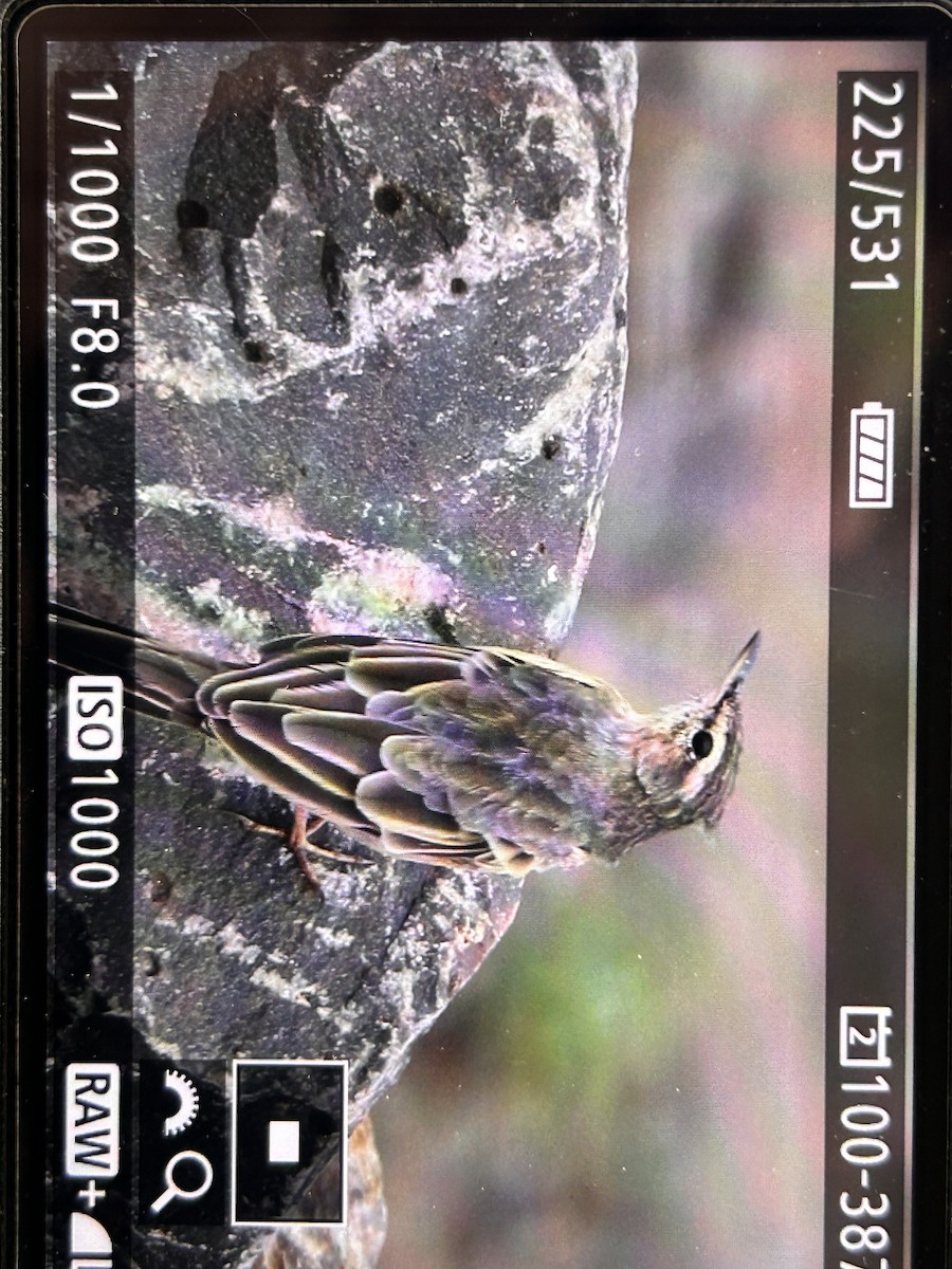 Long-billed Pipit - ML609453146