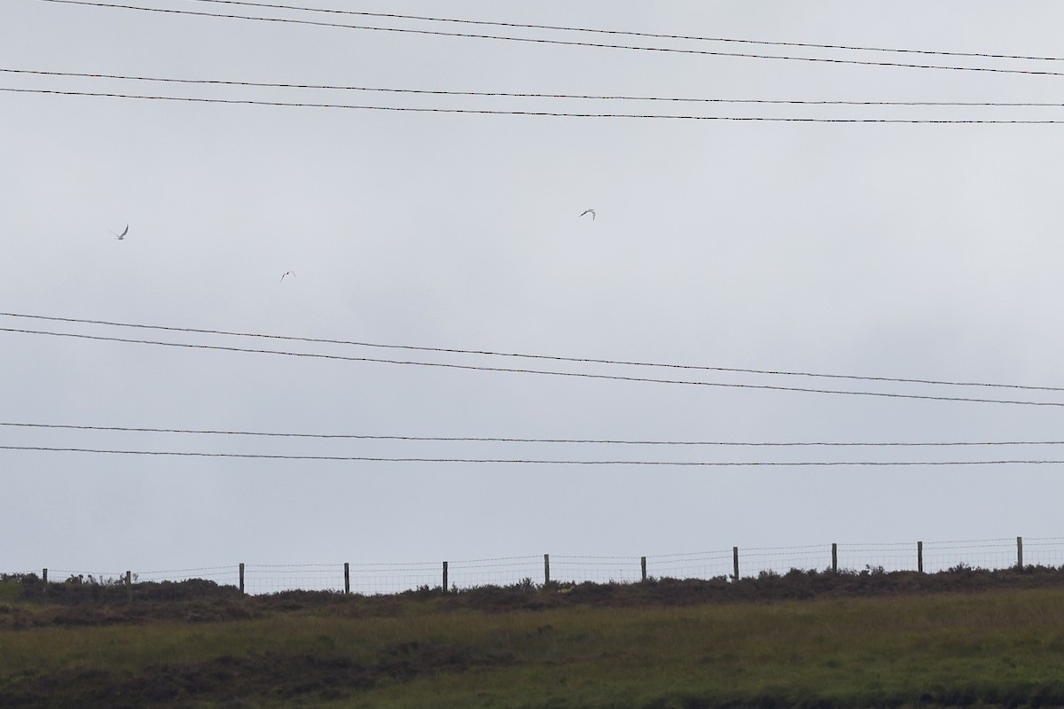 燕鷗(hirundo/tibetana) - ML609453182