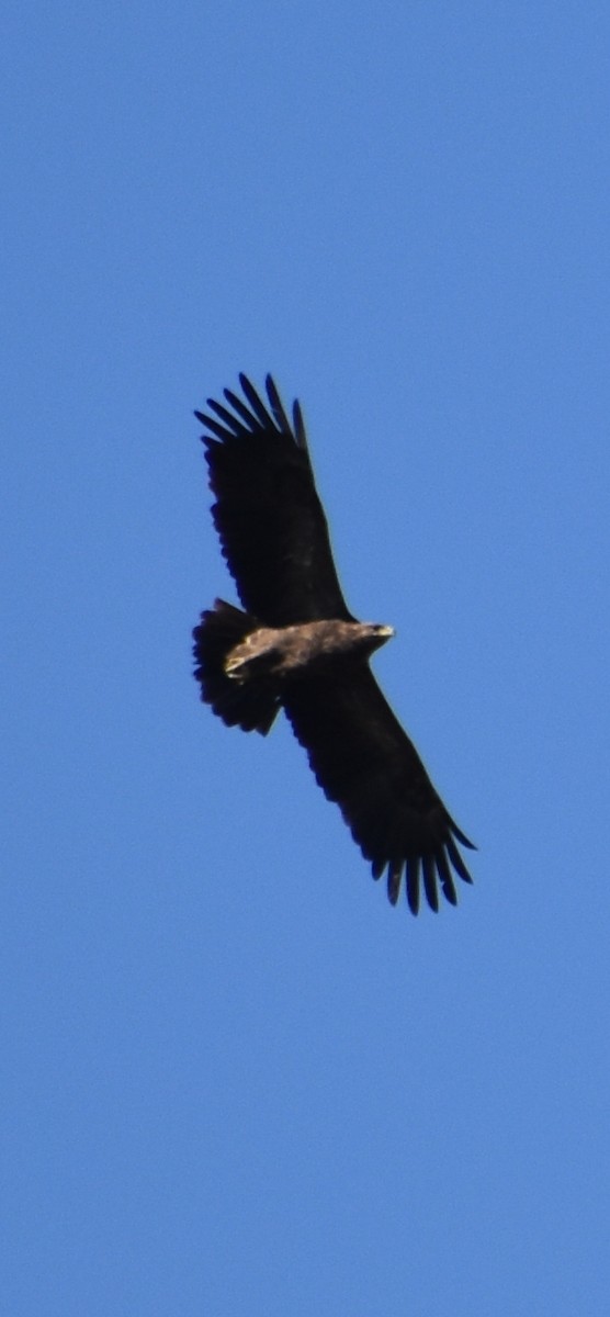 Águila Pomerana - ML609453228