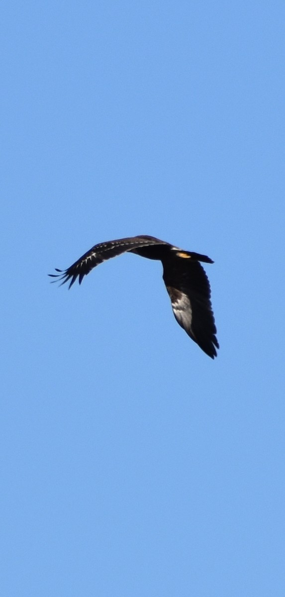 Lesser Spotted Eagle - יוסף אלחדד